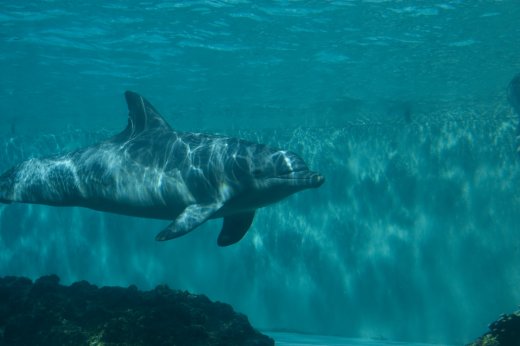 2009 10 23_SeaWorld2009_3899