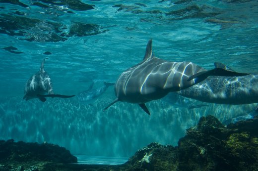 2009 10 23_SeaWorld2009_3901