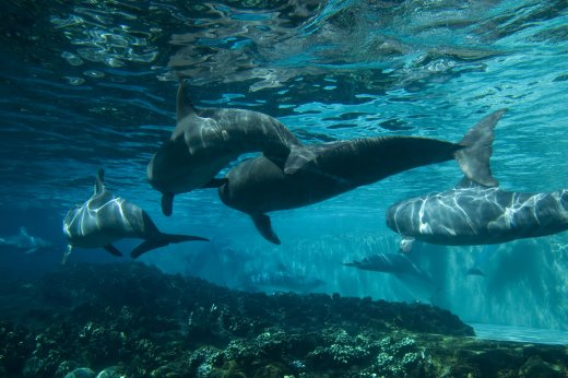 2009 10 23_SeaWorld2009_3907