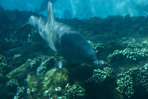 2009 10 23_SeaWorld2009_3918