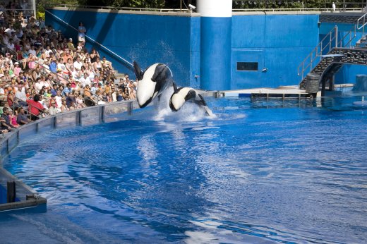 2009 10 23_SeaWorld2009_3937