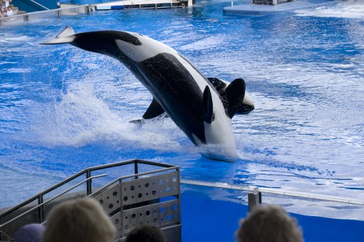 2009 10 23_SeaWorld2009_3939