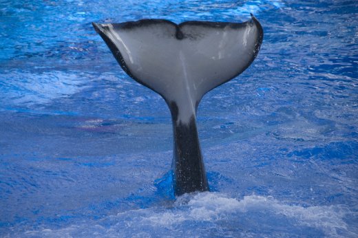 2009 10 23_SeaWorld2009_3973