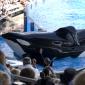 2009 10 23_SeaWorld2009_3980