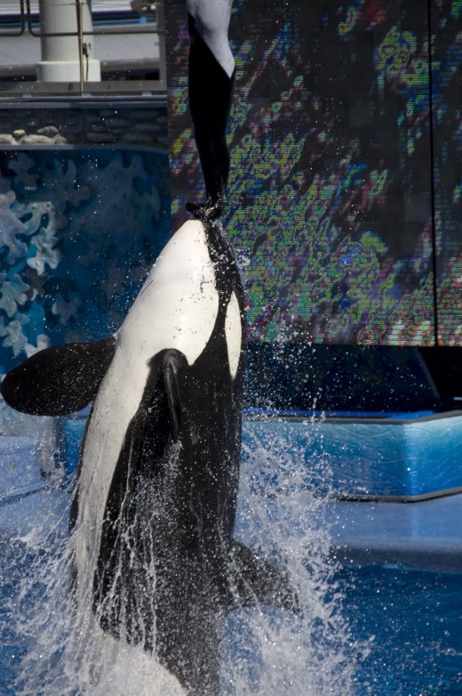 2009 10 23_SeaWorld2009_3984