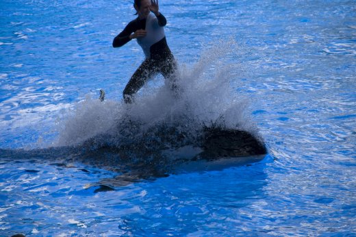 2009 10 23_SeaWorld2009_3986