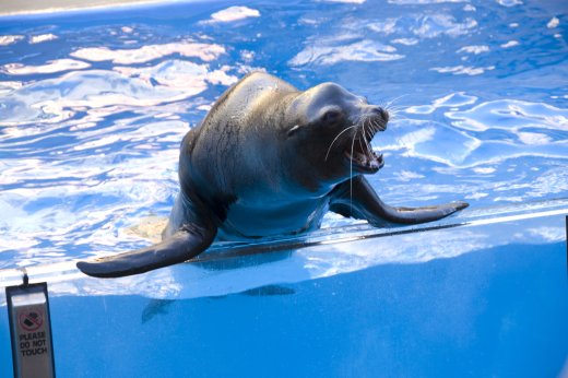 2009 10 23_SeaWorld2009_4029